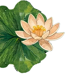 Lotus flower on a lily pad