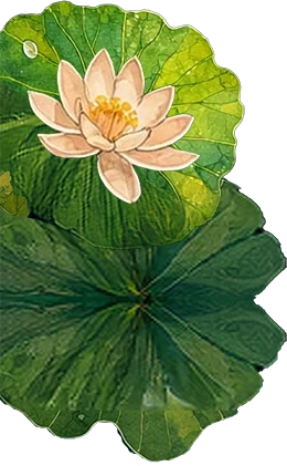 Lotus flower on a lily pad
